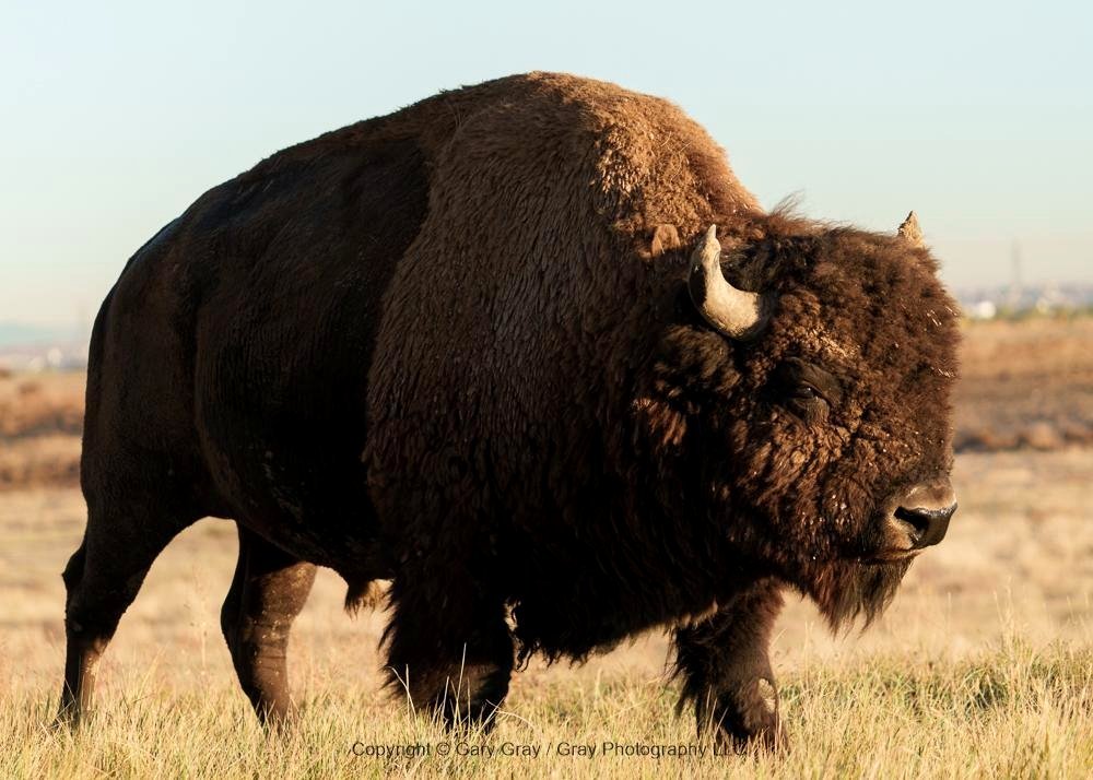 Bison in the Morning Light