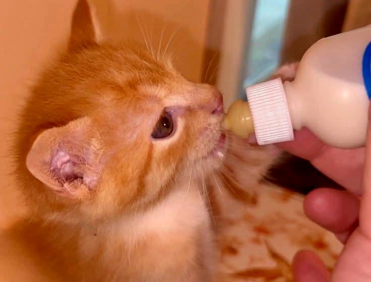 Kitten seeking a new family.