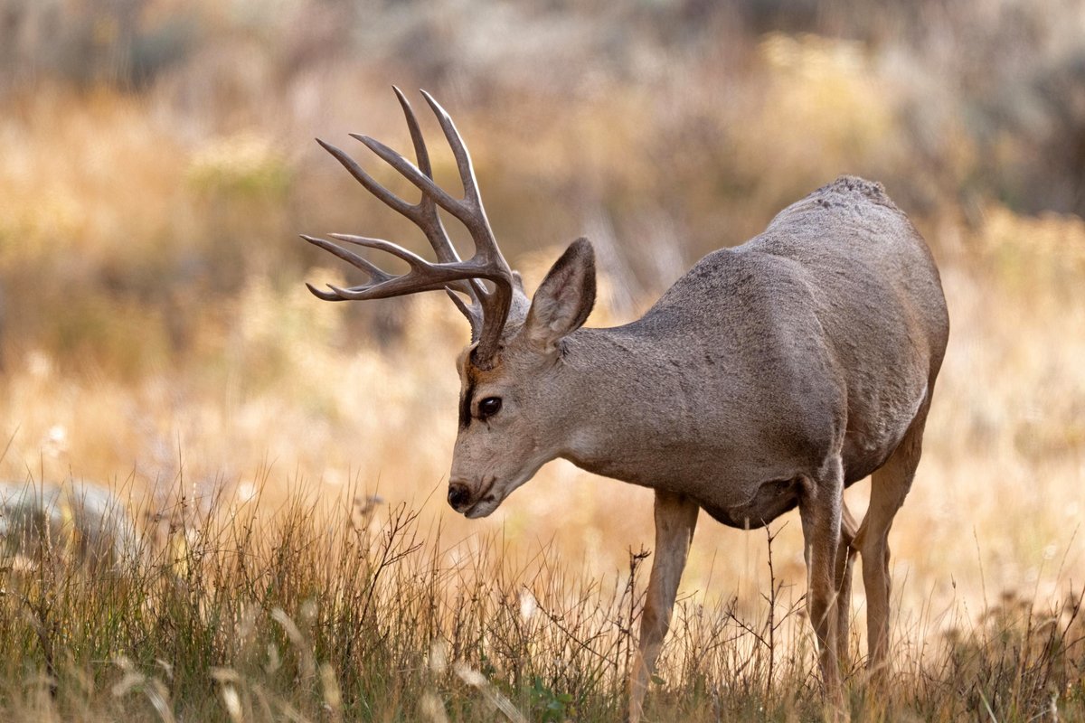 Juvenile Mule Deer buck