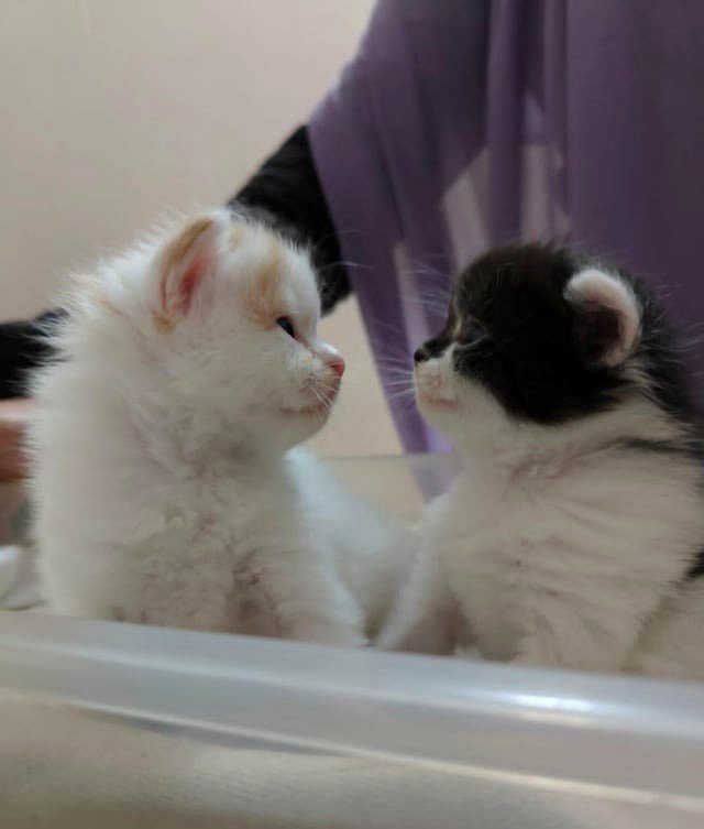 Little People