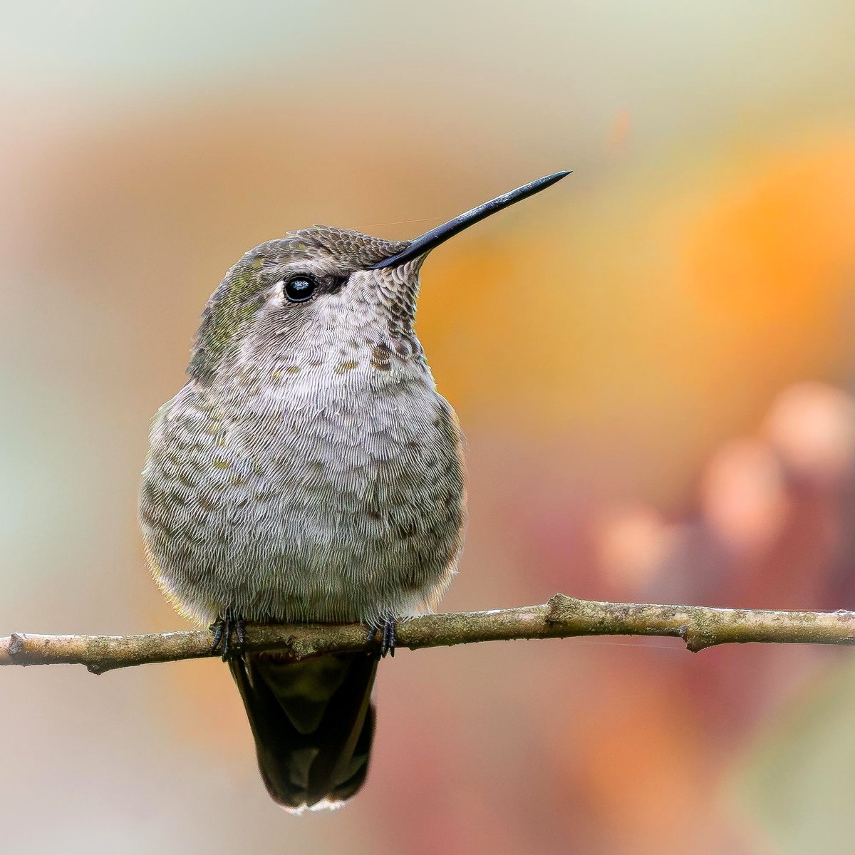 Anna's Hummingbird in the foggy morning.