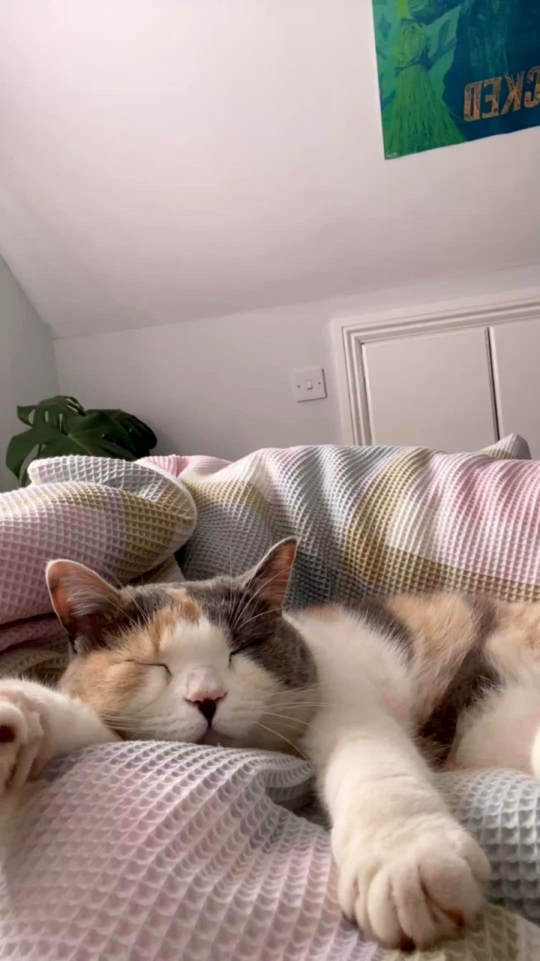 The comfort this cat has reached is truly what I aspire to for my weekends.