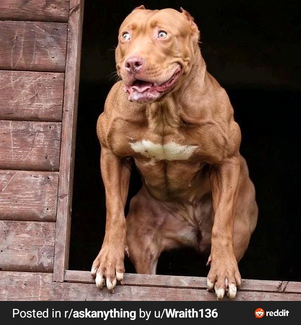 about a dog.