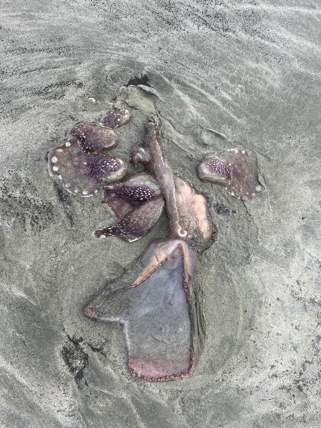 🔥 Can you assist me in recognizing this creature?