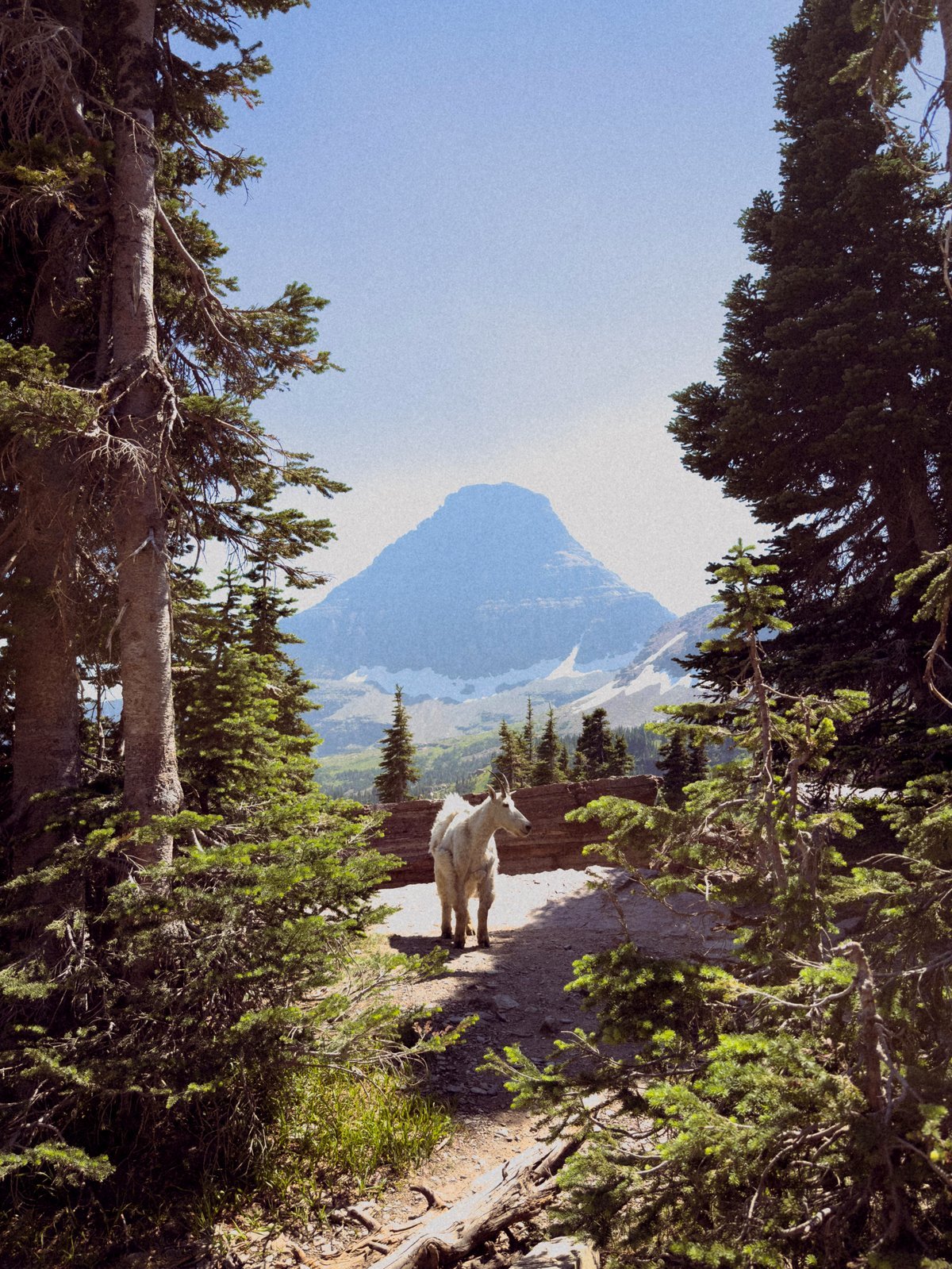 Mountain Goat at Glacier National Park