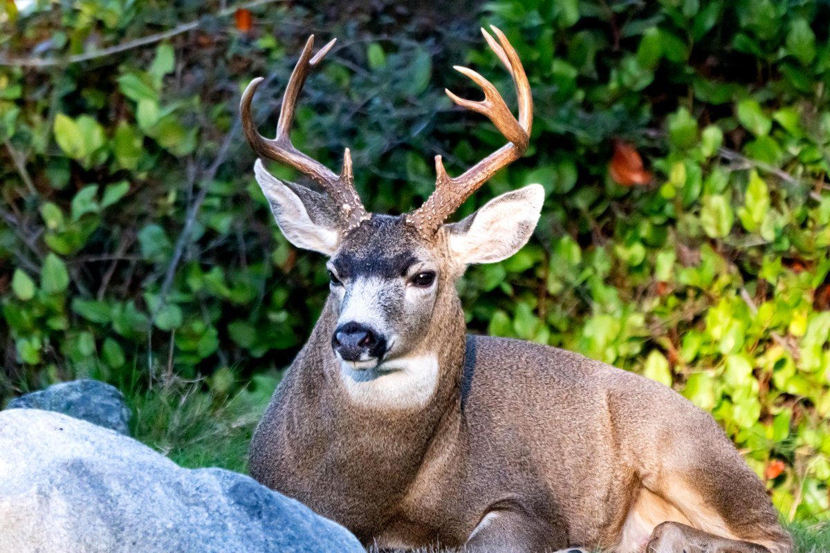 Eight-point buck from yesterday, relaxing with his does.