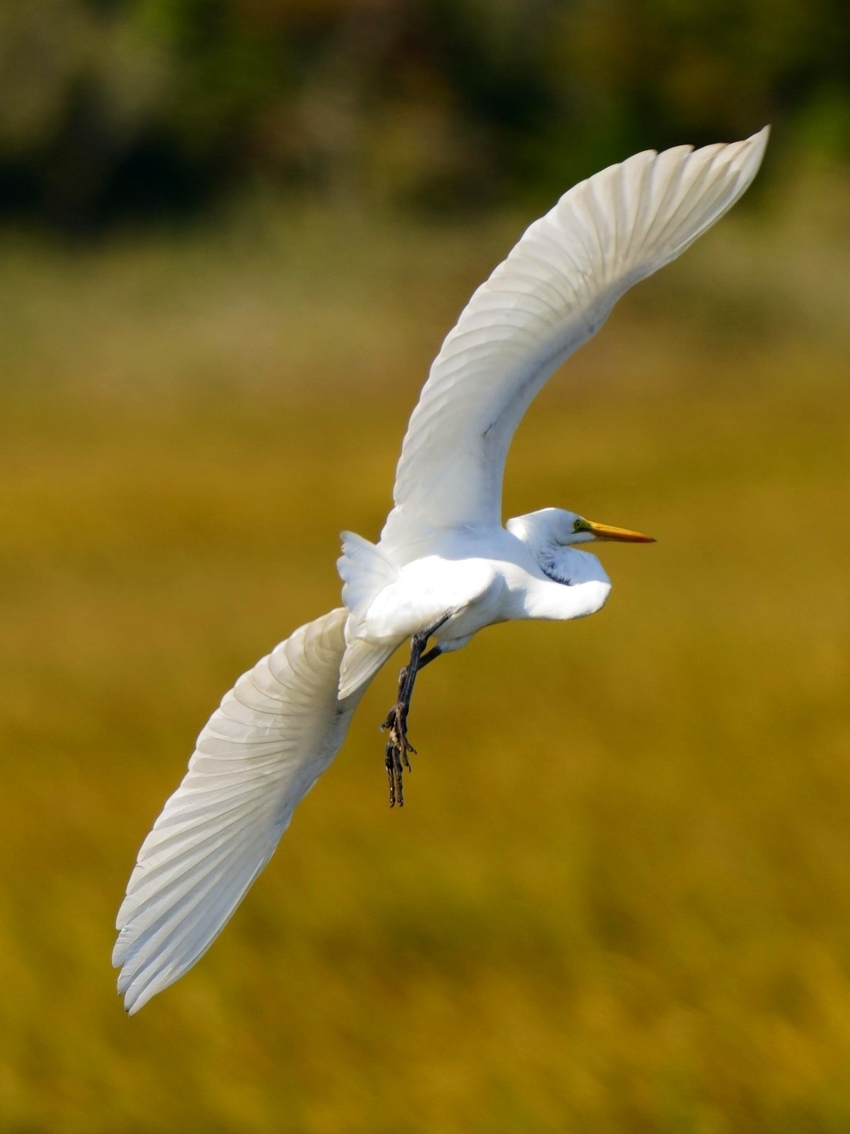 Large white heron