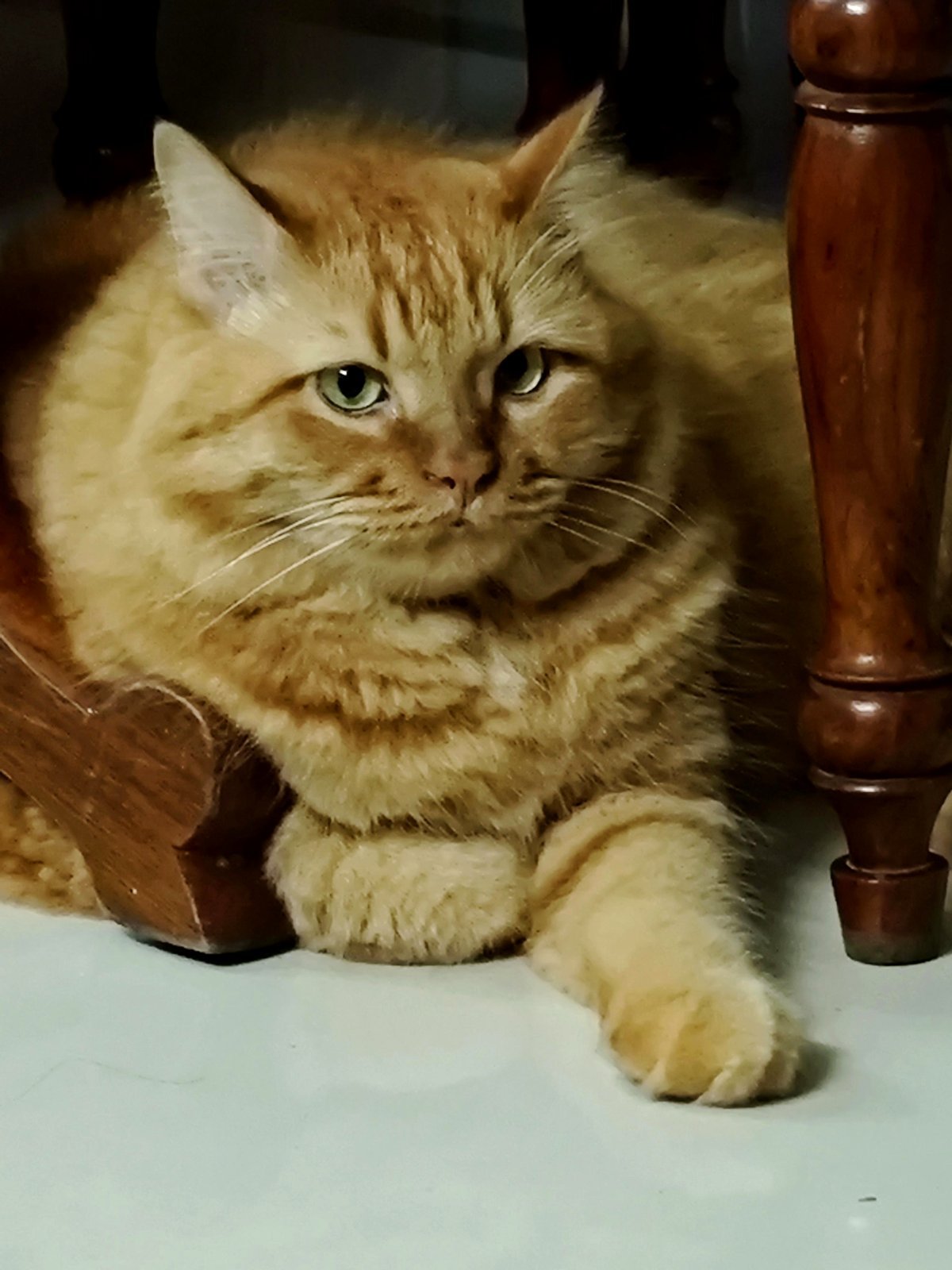 The furious expression of Goose!