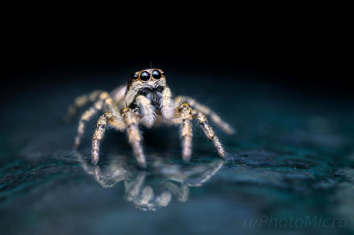 A Salticus sp. zebra jumping spider preying on a flower pot