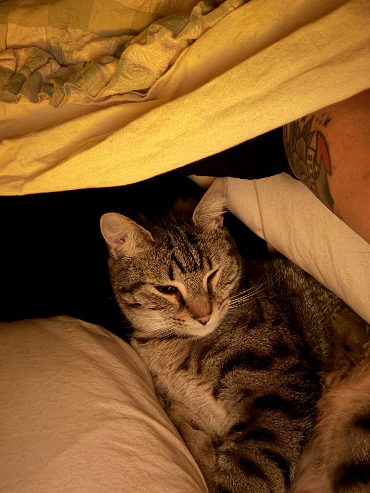 Meet Fezzic and his evening habit of cuddling under the blanket when I go to sleep. He’s not yet two and is a complete cuddle bug.