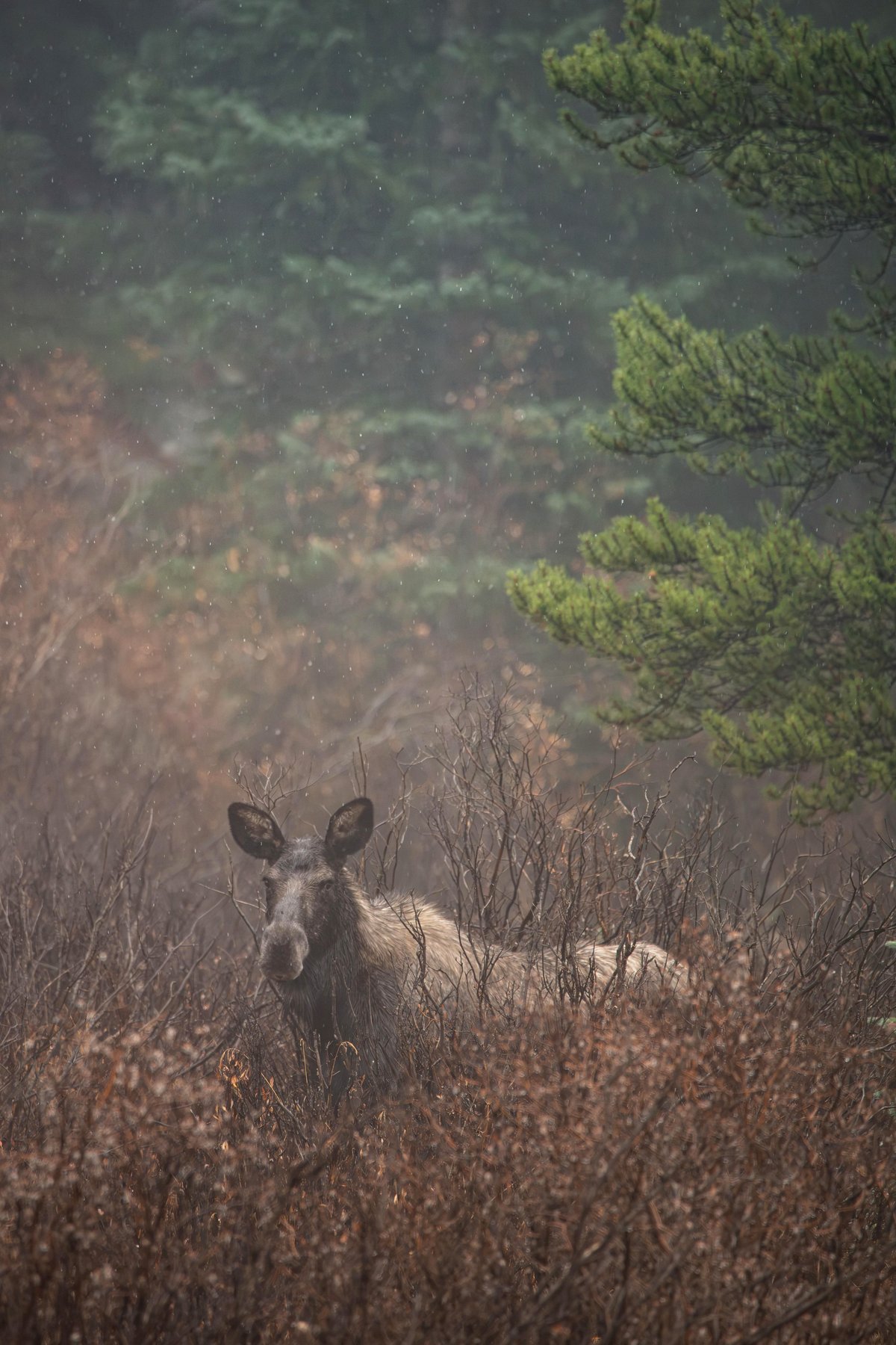 Young Bull Moose