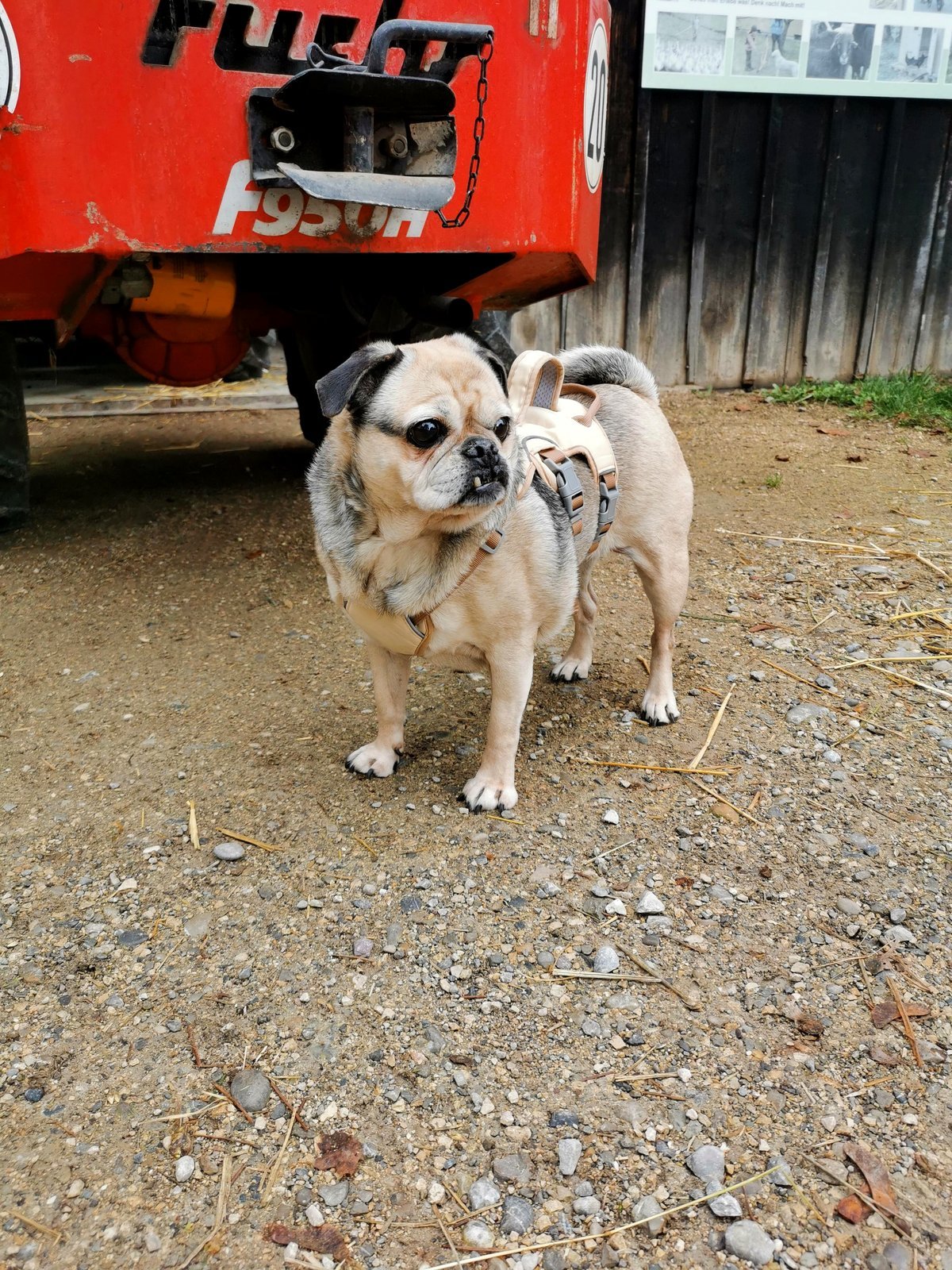 My coworker took in this chunky, elderly pug with three teeth, and I can’t get enough of her. Just LOOK AT HER.