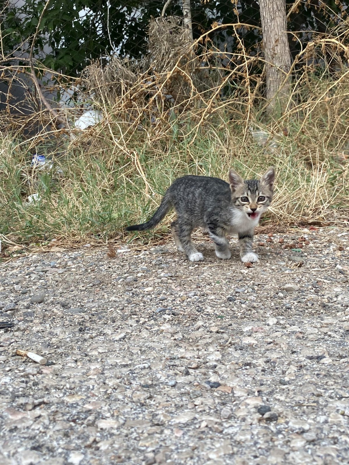 grr
