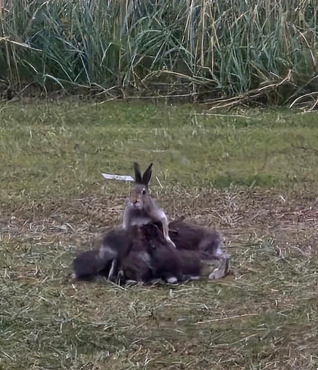 🔥 I can tell this mountain hare is feeling stressed. It's challenging to feed multiple (not-so-small) babies, all pulling at once.