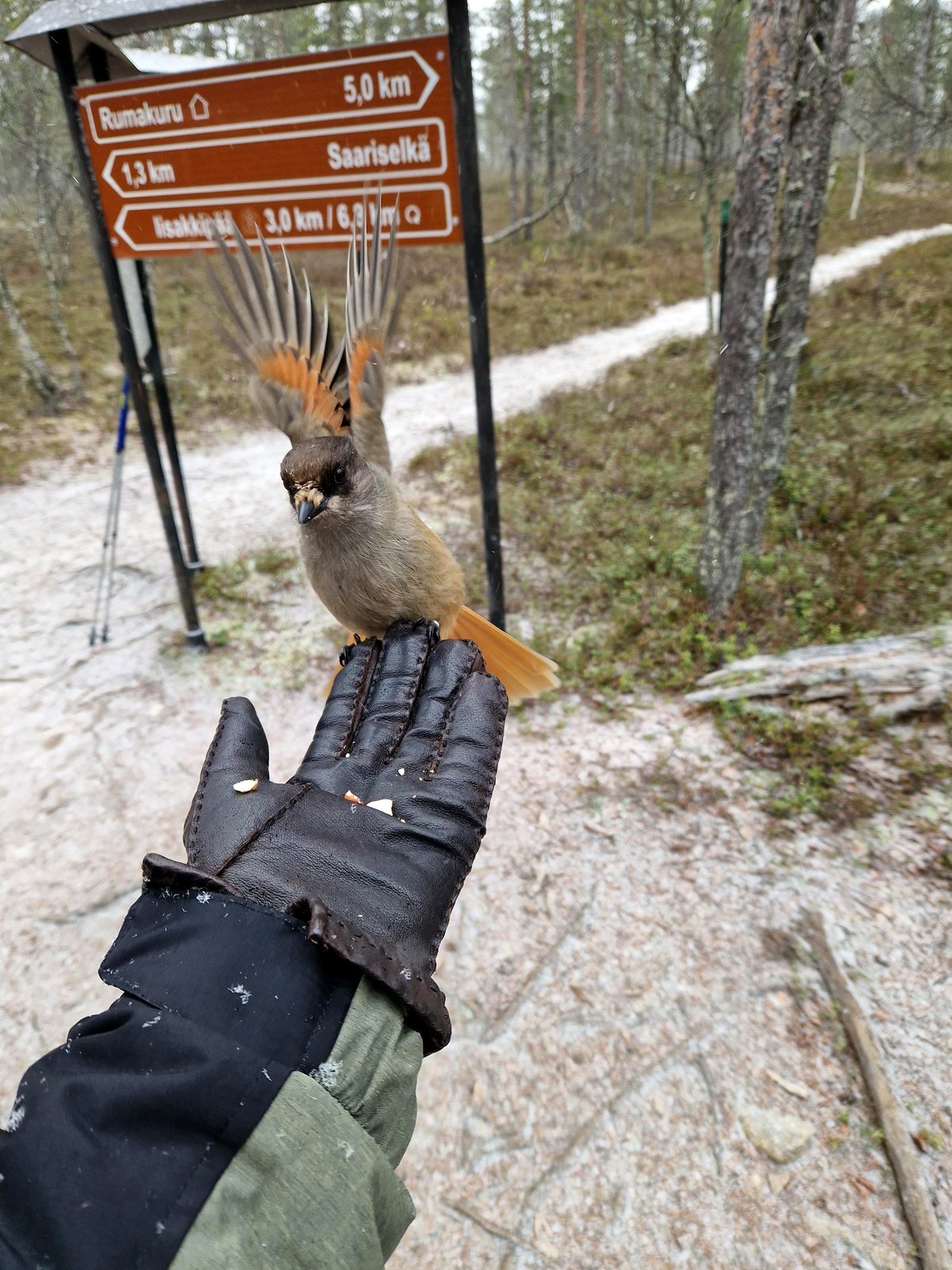[OC] Wild Siberian Jays in Finnish Lapland have adapted to receive snacks from hikers passing by.