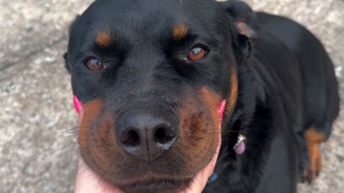 This TikTok Comment Thread Turned Into A Heartfelt Compilation Of Experiences With Pets (100 Pics)