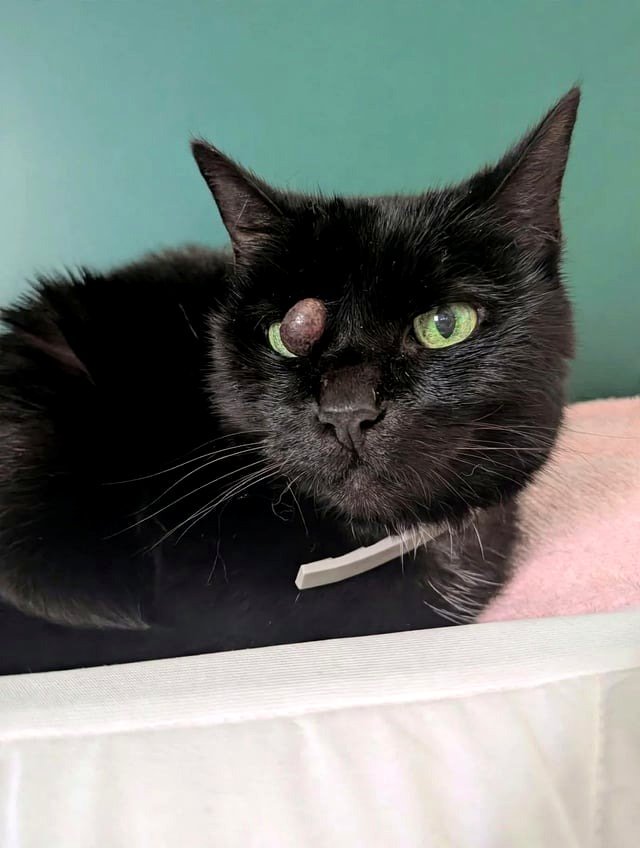 Today, Old Man Chauncey is crossing the rainbow bridge. Thanks to this subreddit for ensuring his final weeks were comfortable!