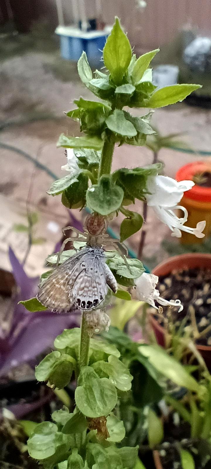 A spider consuming a moth on a blooming basil plant.