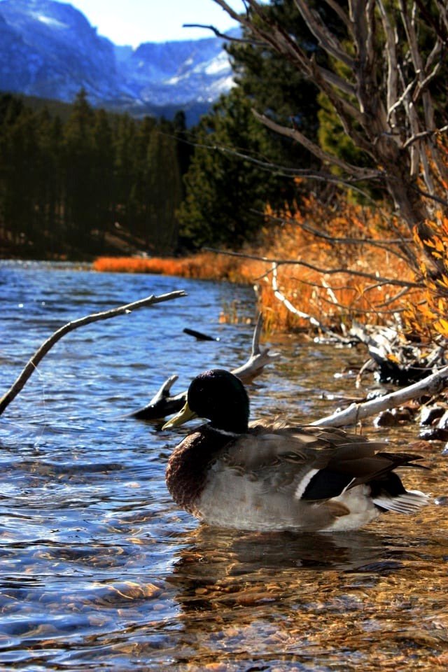 Mallard Duck at Rocky Mountain National Park