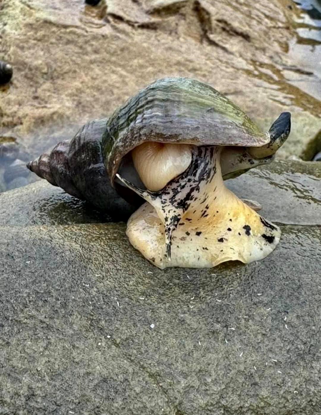 A common whelk, a marine snail with a remarkable distribution, can be located along the coast and as deep as approximately 1200 meters.