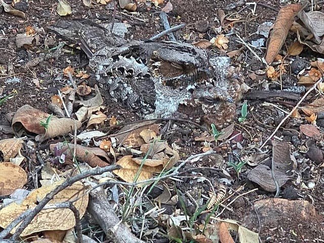 🔥 The concealment of a Fiery-necked Nightjar and its 2 chicks 🔥
