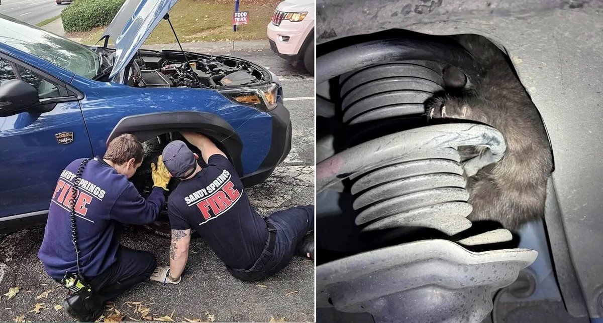 Small Black Cat Trapped in Car Engine Delivers Unforeseen Happiness to Couple Celebrating Halloween Wedding Anniversary