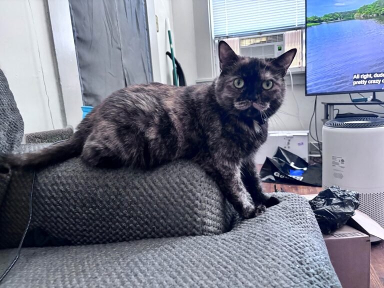My cat cannot stand a closed door. What should I do?