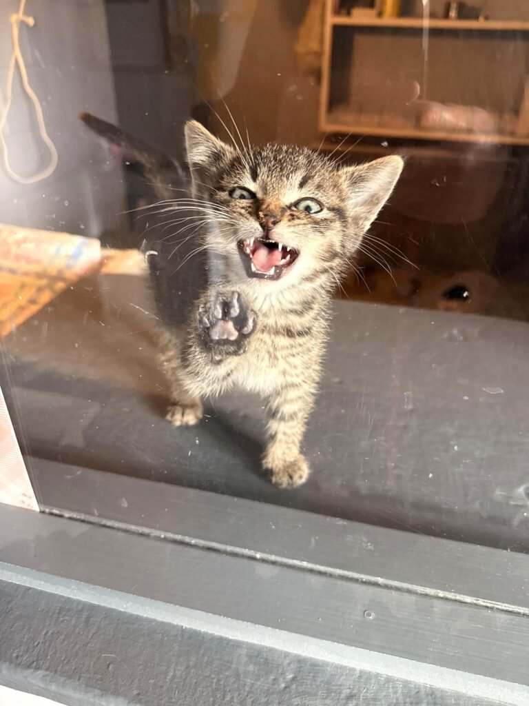 An incredibly determined kitten