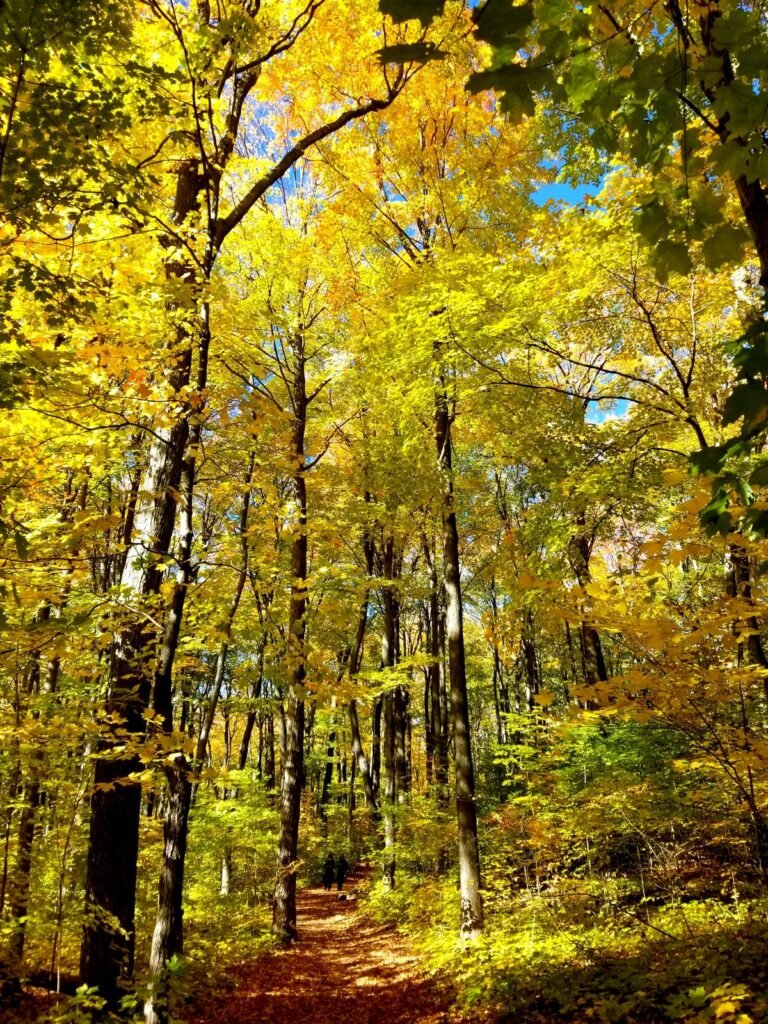 A forest can be incredible when viewed from within.
