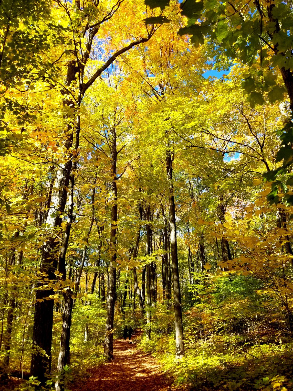 A forest can be incredible when viewed from within.