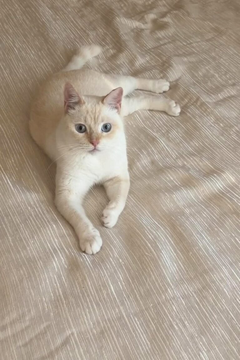 🐾 IMMEDIATE – Caring Home Required for Kai 🐱❤️ | UAE