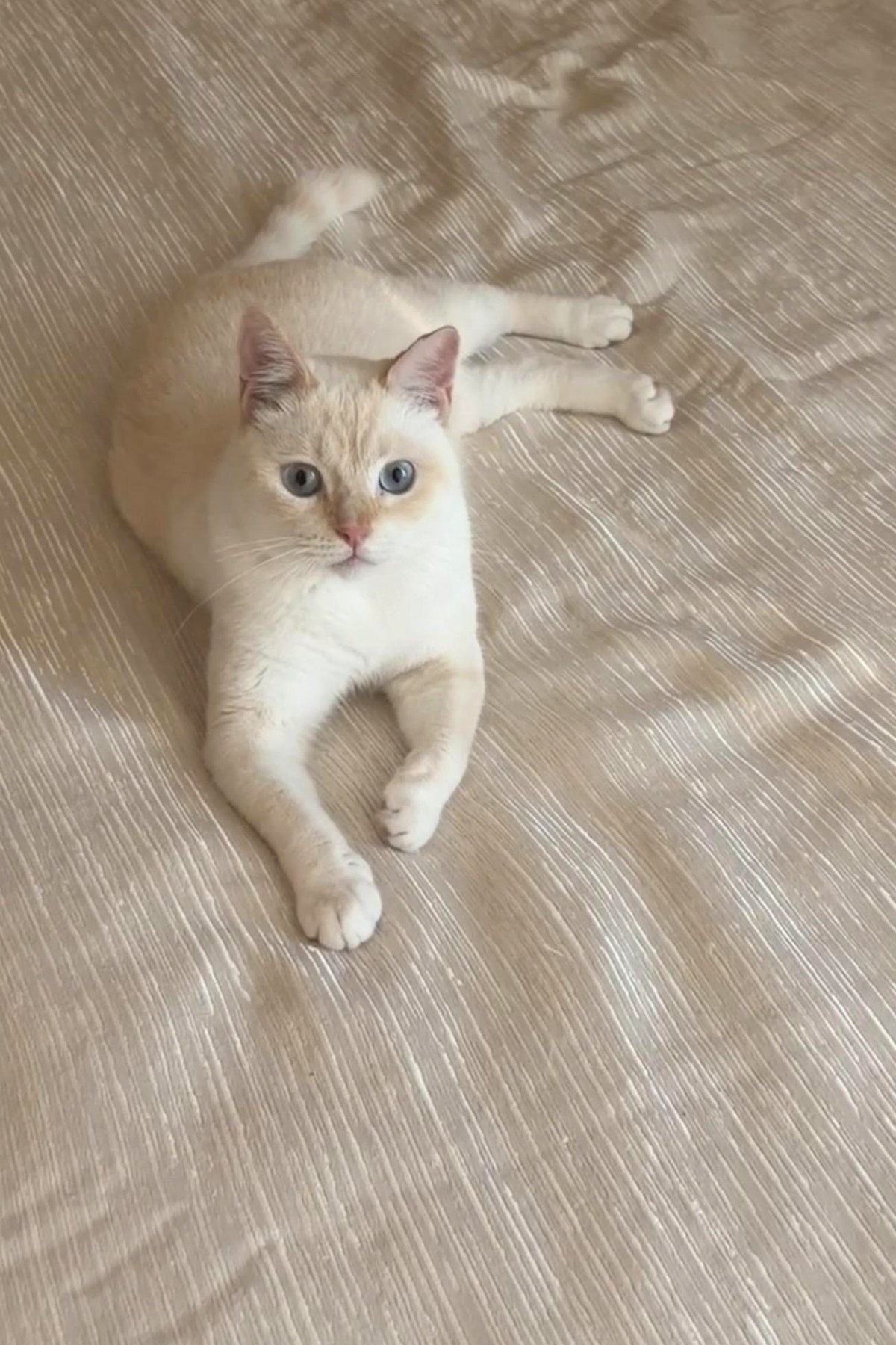 🐾 IMMEDIATE – Caring Home Required for Kai 🐱❤️ | UAE