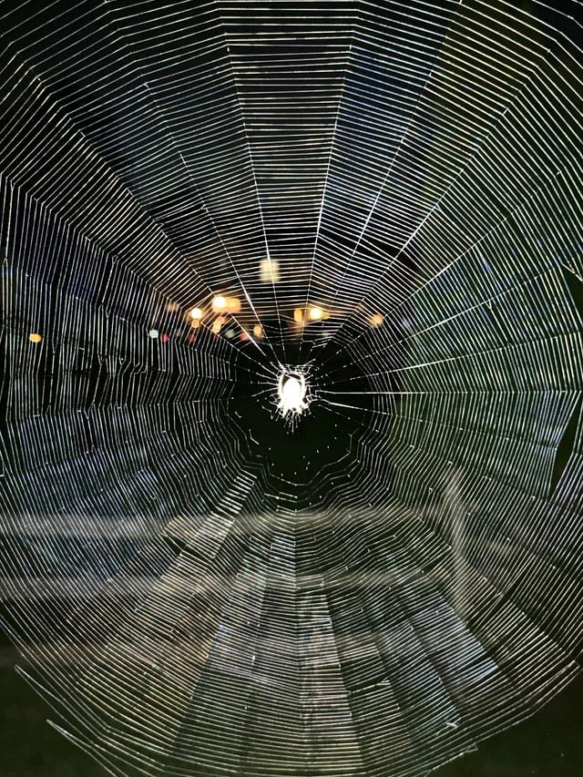 ✨ Beautiful network of my local Cross Orb Weaver