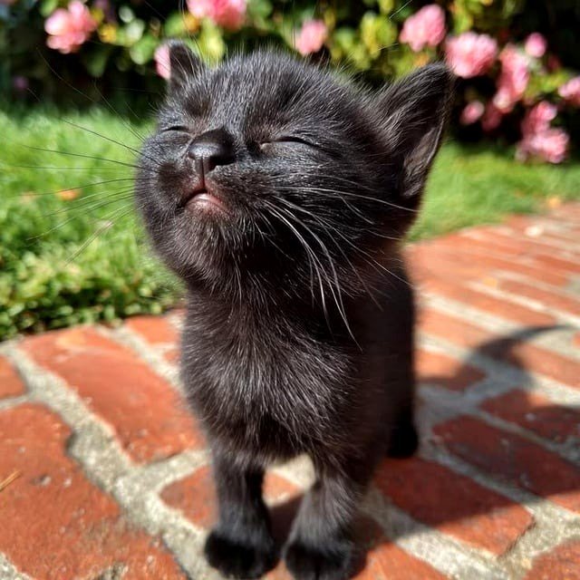 Adoring the sunlight