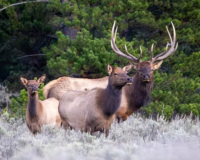 Elk family spotted in the Tetons this evening